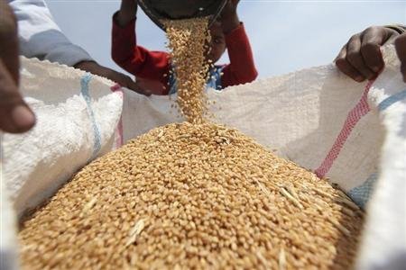 مصر تطالب الشركات بالوفاء بعقود توريد القمح الروسي 
