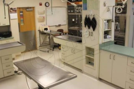 تستضيف العيادة القطط خلال سفر أصحابها أو في فترة ما قبل الولادة (الشرق السعودية)