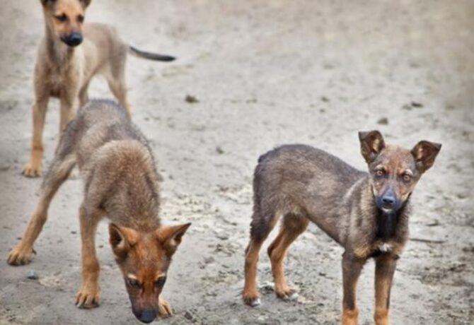 كلاب في الشارع