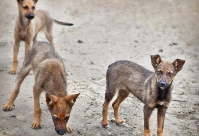 كلاب في الشارع