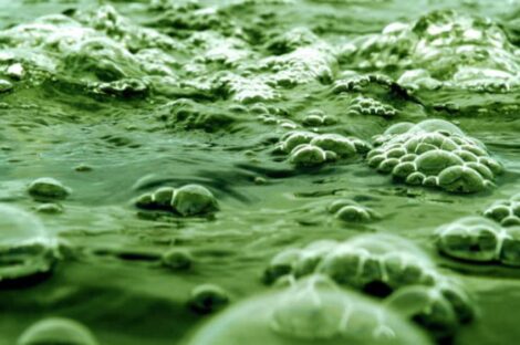 تعتمد التقنية على استغلال عملية التمثيل الضوئي التي تقوم بها الطحالب