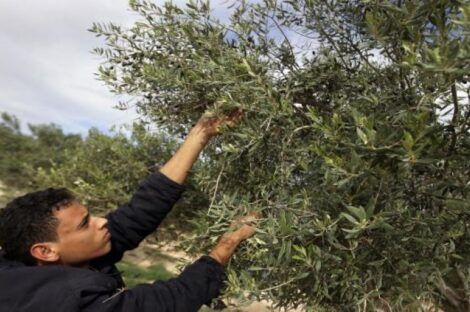 زيتون غريان