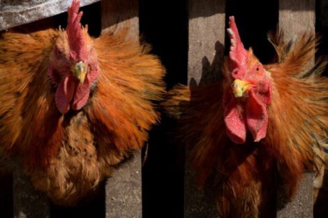 وزير الزراعة الفرنسي دعا إلى تفعيل خطة التدخل الطارئ