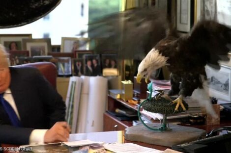 النسر الأصلع يرفض ترامب