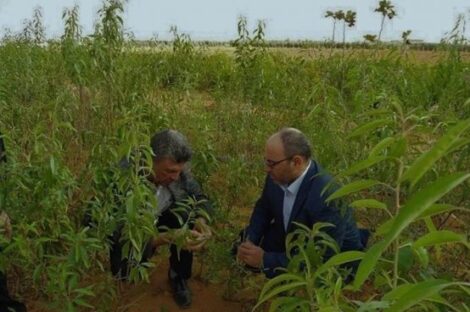 حملة التشجير مصراته