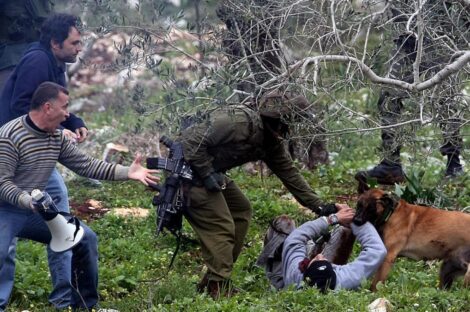 كلب بوليسي للجيش الإسرائيلي ينهش جسد فلسطيني خلال مسيرة في قرية كفر قدوم بالضفة الغربية