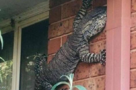 يبلغ طول السحلية 1.5 متر