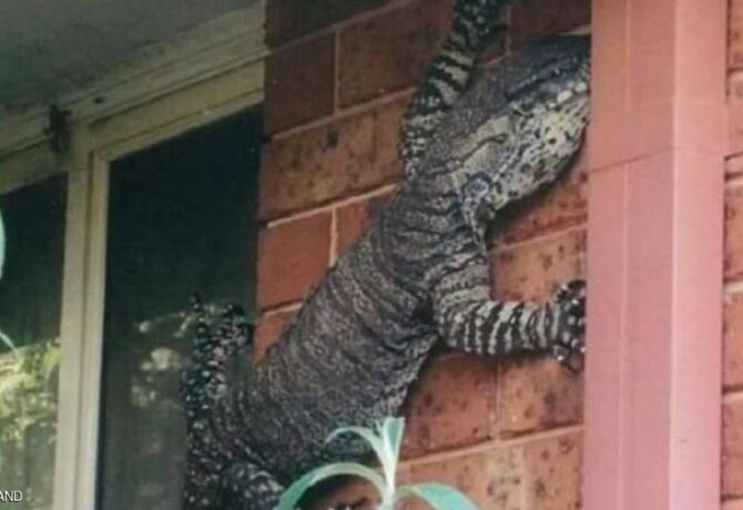 يبلغ طول السحلية 1.5 متر