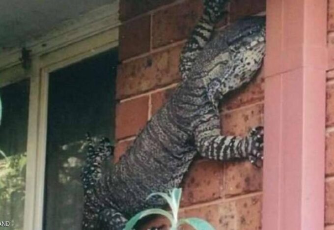 يبلغ طول السحلية 1.5 متر