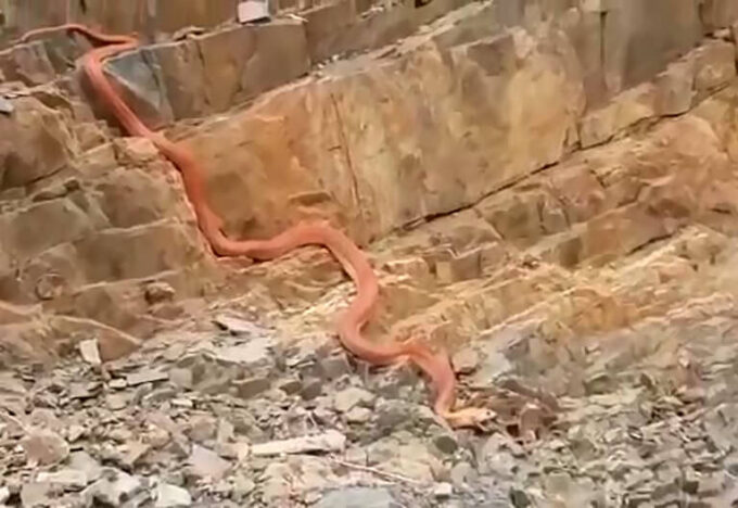 ثعبان السعودية