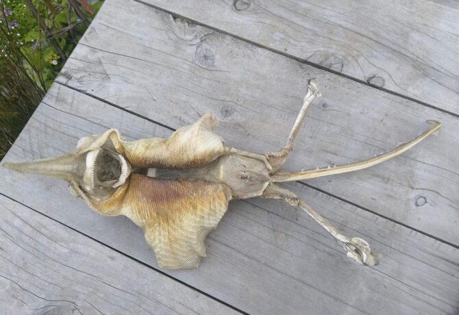 مخلوق غريب نيوزلندا