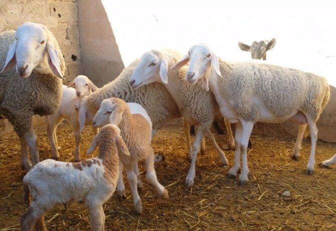 الثروة الحيوانية