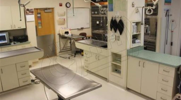 تستضيف العيادة القطط خلال سفر أصحابها أو في فترة ما قبل الولادة (الشرق السعودية)