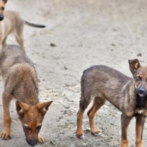 كلاب في الشارع