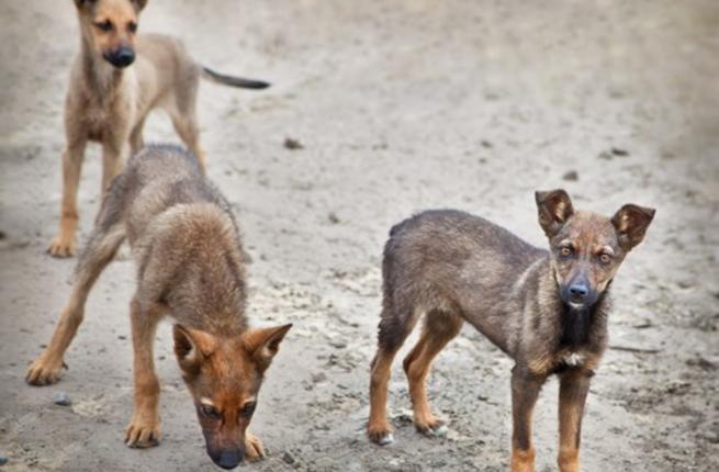 كلاب في الشارع