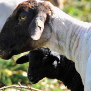 تسابق التجار للمزايدة على الفحل الاصيل (تعبيرية). 