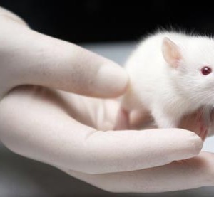 التجارب توقف لمدة أسبوع عملية الشيخوخة عند الفئران 