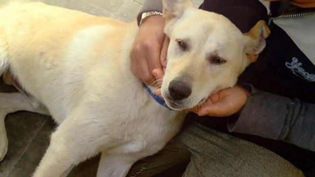 150311132623_egyptian_dog_640x360_bbc_nocredit