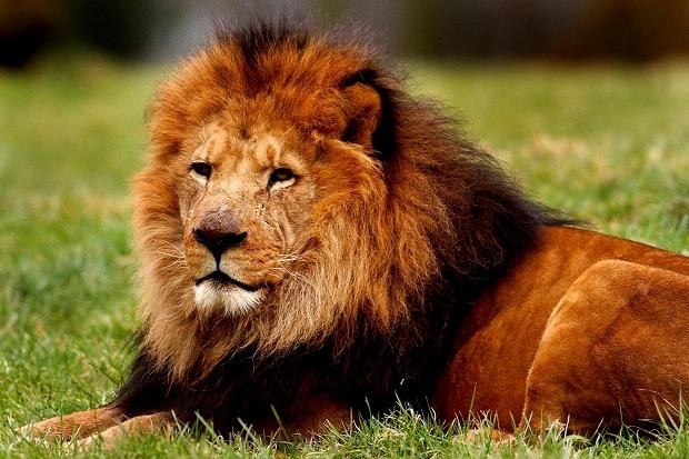 14775353_lion_329934c-620x413