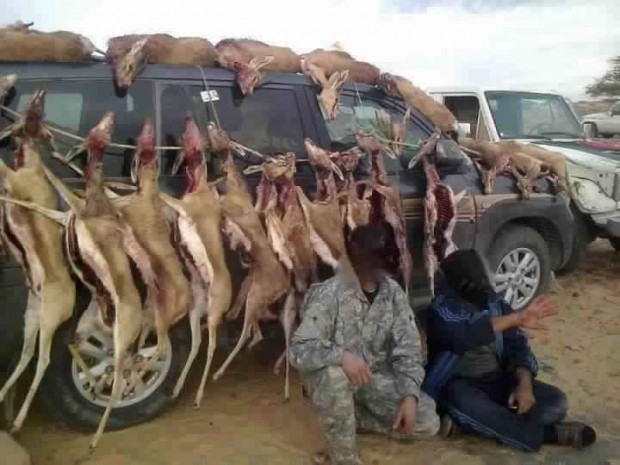 اصطياد جائر للغزال الليبي النادر