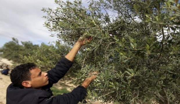 زيتون غريان