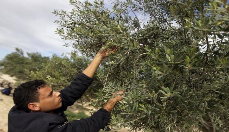 زيتون غريان