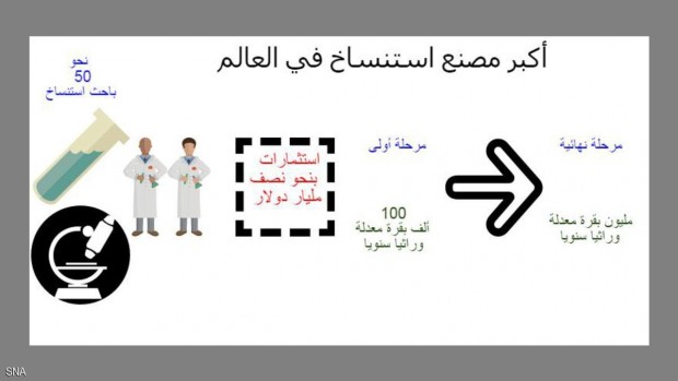 شركة صينية تسعى لاستنساخ أبقار معدلة وراثيا