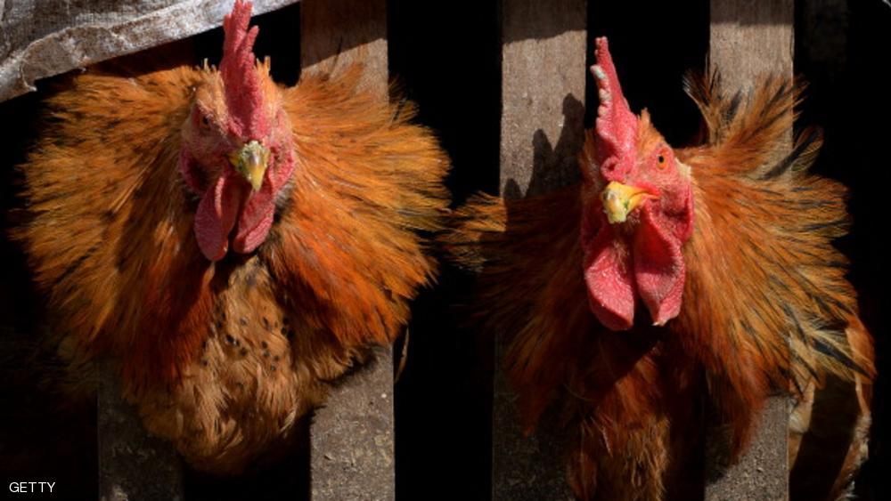 وزير الزراعة الفرنسي دعا إلى تفعيل خطة التدخل الطارئ