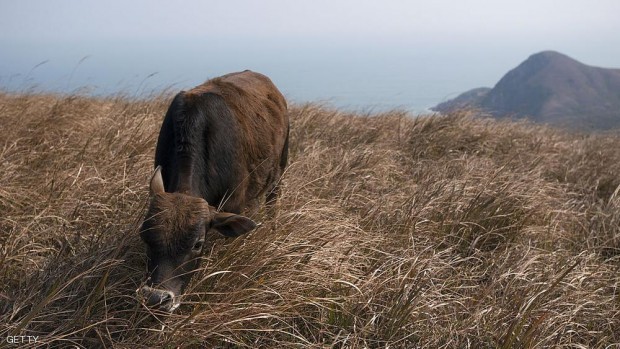 يستهدف الصينيون انتاج أبقار معدلة وراثيا كثيفة اللحم
