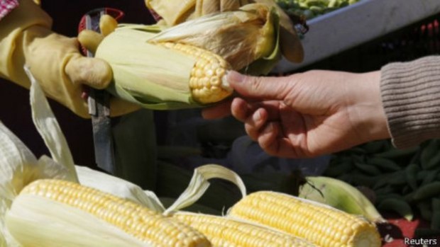 131220063548_corn_464x261_reuters