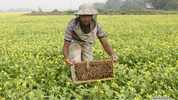 151206070315_bangla_bee_hive_640x360_focusbangla_nocredit