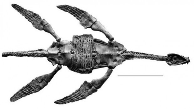 151218130236_fossile_plesiosaur_640x360_peggyvincent_nocredit