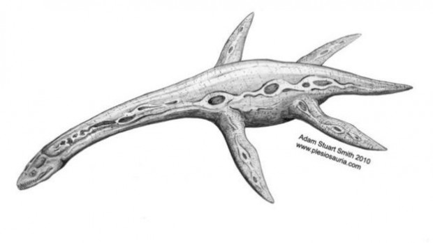 151218130254_fossile_plesiosaur_640x360_adams.smithplesiosauria.com_nocredit