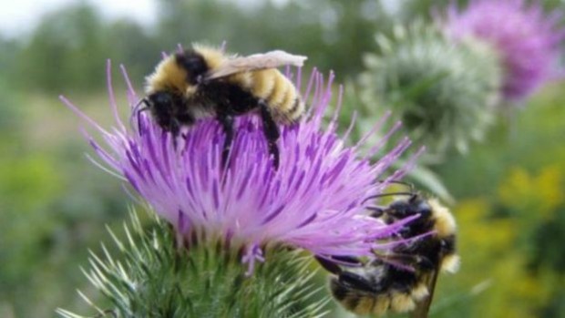 151222122752_bee_640x360_leifrichardsonuvm_nocredit