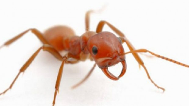 151225150853_a_few_species_of_ant_are_pirates_that_enslave_other_ants_640x360_visualsunlimitednpl_nocredit