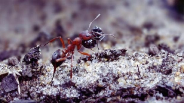 151225150929_a_few_species_of_ant_are_pirates_that_enslave_other_ants_640x360_kimtaylornpl_nocredit