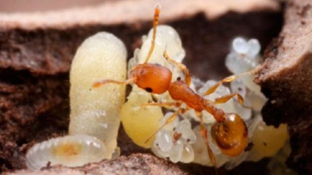 151225151029_a_few_species_of_ant_are_pirates_that_enslave_other_ants_640x360_visualsunlimitednpl_nocredit