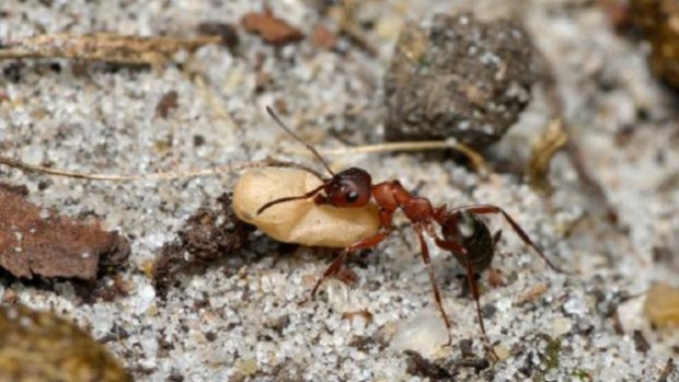 151225151137_a_few_species_of_ant_are_pirates_that_enslave_other_ants_640x360_andysandsnpl_nocredit