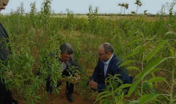 حملة التشجير مصراته