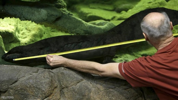 طول كارلو يبلغ 1.58 مترا