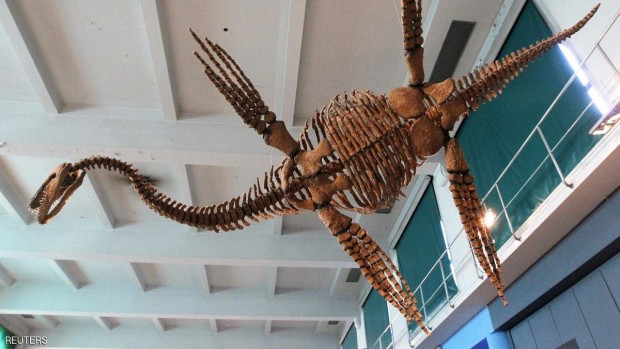 وصفت حفريات بلايسيوصور لأول مرة عام 1824 وظل العلماء يتجادلون منذ هذا الوقت بشأن طريقتها في السباحة