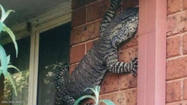 يبلغ طول السحلية 1.5 متر