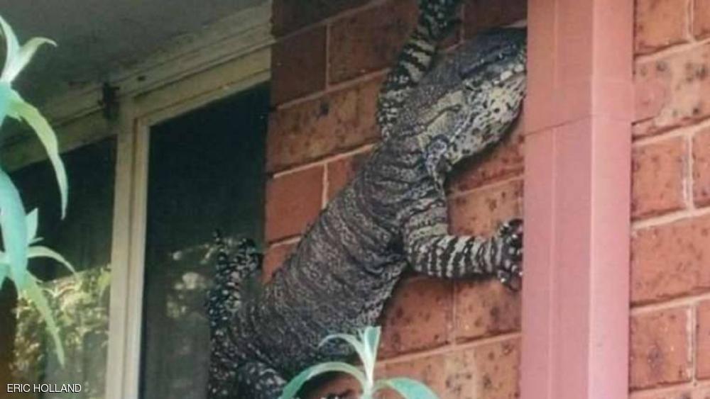 يبلغ طول السحلية 1.5 متر