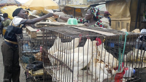 الأسواق والمزارع بنيجيريا وبوركينا فاسو والنيجر وساحل العاج وغانا أصيبت بالسلالة الفتاكة "إتش5إن1" خلال الأشهر الـ6 المنصرمة - أرشيفية