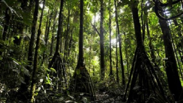 160105190658_trees_that_can_walk_640x360_petervrsansky_nocredit