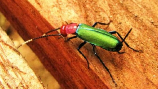 160105190822_trees_that_can_walk_640x360_petervrsansky_nocredit