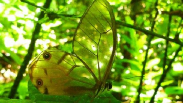 160105190911_trees_that_can_walk_640x360_petervrsansky_nocredit