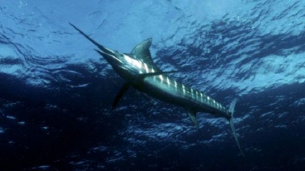 646afa63-d765-43d5-9e71-3b3ac154079e_16x9_600x338