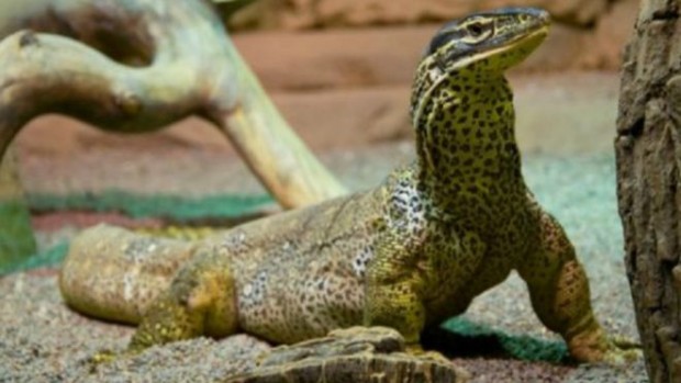 646afa63-d765-43d5-9e71-3b3ac154079e_16x9_600x338