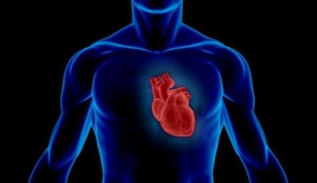 بعض المعلومات المفيدة عن قلب الانسان